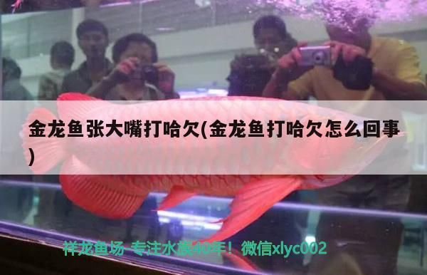 觀賞魚 金龍魚張大嘴打哈欠(金龍魚打哈欠怎么回事)(金龍魚張大嘴打哈欠和金龍魚打哈欠怎么回事進行解決) 觀賞魚百科 金龍魚張大嘴打哈欠(金龍魚打哈欠怎么回事)(金龍魚張大嘴打哈欠和金龍魚打哈欠怎么回事進行解決) 金龍魚張大嘴打哈欠(金龍魚打哈欠怎么回事)(金龍魚張大嘴打哈欠和金龍魚打哈欠怎么回事進行解決) 觀賞魚百科