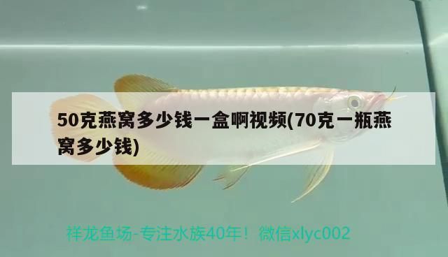 50克燕窩多少錢一盒啊視頻(70克一瓶燕窩多少錢) 50克燕窩多少錢一盒啊視頻(70克一瓶燕窩多少錢) 觀賞魚百科 第2張