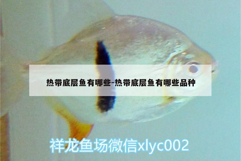 魚缸用增氧泵價格是多少:魚缸增氧機-xtrac增氧機-xtrac增氧機 熱帶底層魚有哪些:熱帶底層魚有哪些品種(熱帶底層魚有哪些) 觀賞魚百科 熱帶底層魚有哪些:熱帶底層魚有哪些品種(熱帶底層魚有哪些) 熱帶底層魚有哪些:熱帶底層魚有哪些品種(熱帶底層魚有哪些) 觀賞魚百科
