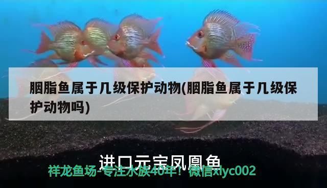 胭脂魚屬于幾級保護動物(胭脂魚屬于幾級保護動物嗎) 胭脂魚屬于幾級保護動物(胭脂魚屬于幾級保護動物嗎) 觀賞魚百科