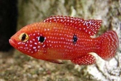 大型紅色觀賞魚(yú)品種(大型紅色觀賞魚(yú)介紹) 觀賞魚(yú)百科 第1張 大型紅色觀賞魚(yú)品種(大型紅色觀賞魚(yú)介紹) 大型紅色觀賞魚(yú)品種(大型紅色觀賞魚(yú)介紹) 觀賞魚(yú)百科 第1張