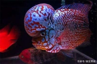 大型紅色觀賞魚(yú)品種(大型紅色觀賞魚(yú)介紹) 觀賞魚(yú)百科 第3張 大型紅色觀賞魚(yú)品種(大型紅色觀賞魚(yú)介紹) 大型紅色觀賞魚(yú)品種(大型紅色觀賞魚(yú)介紹) 觀賞魚(yú)百科 第3張