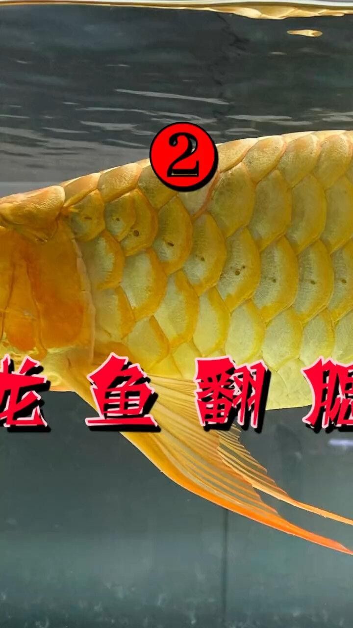 龍魚單側(cè)翻腮最簡單三個步驟圖片（龍魚單側(cè)翻腮修復(fù)的三個步驟）