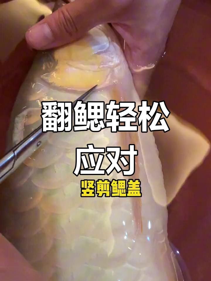 龍魚單側(cè)翻腮最簡單三個步驟圖片（龍魚單側(cè)翻腮修復(fù)的三個步驟）