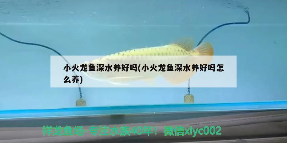 小火龍魚深水養好嗎(小火龍魚深水養好嗎怎么養)