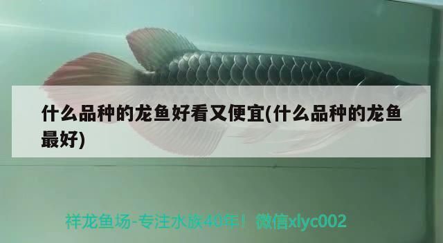 什么品種的龍魚好看又便宜(什么品種的龍魚最好)