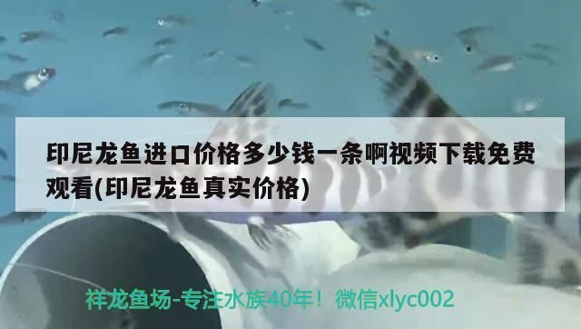 金龍魚 印尼龍魚進口價格多少錢一條啊視頻下載免費觀看(印尼龍魚真實價格)(印尼龍魚進口價格多少錢一條) 觀賞魚百科 印尼龍魚進口價格多少錢一條啊視頻下載免費觀看(印尼龍魚真實價格)(印尼龍魚進口價格多少錢一條) 印尼龍魚進口價格多少錢一條啊視頻下載免費觀看(印尼龍魚真實價格)(印尼龍魚進口價格多少錢一條) 觀賞魚百科