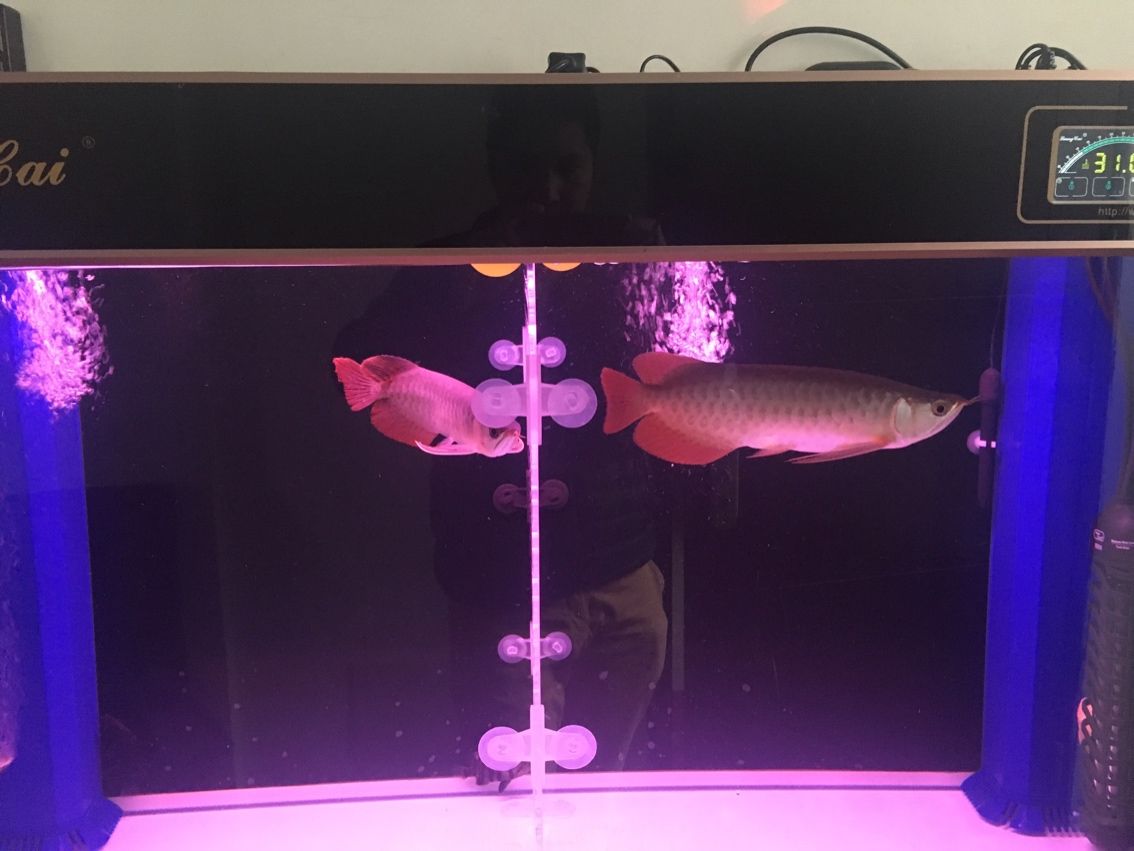 阿壩藏族羌族自治州水族館加一條一樣大的會好點嗎 阿壩藏族羌族自治州水族館加一條一樣大的會好點嗎 觀賞魚百科 第2張