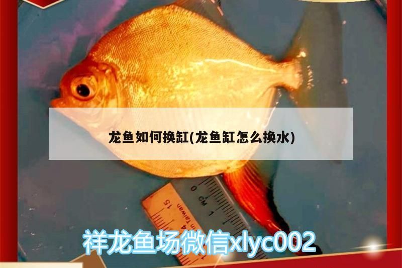龍魚如何換缸(龍魚缸怎么換水)（關(guān)于龍魚如何換缸和龍魚缸怎么換水的介紹） 龍魚如何換缸(龍魚缸怎么換水)（關(guān)于龍魚如何換缸和龍魚缸怎么換水的介紹） 觀賞魚百科