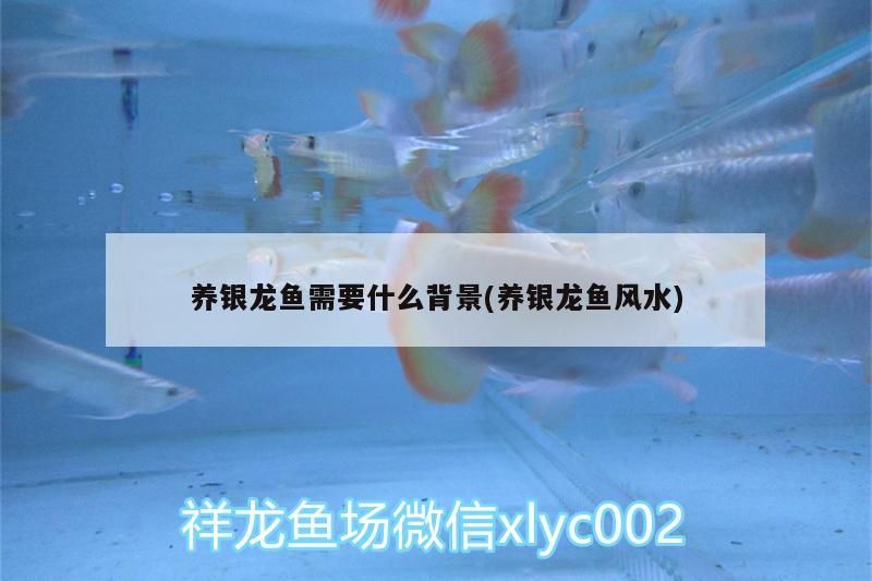 養(yǎng)銀龍魚需要什么背景(養(yǎng)銀龍魚風(fēng)水)（養(yǎng)銀龍魚需要什么背景？）