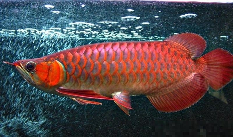 揚中紅龍魚（中紅龍魚飼養指南） 揚中紅龍魚（中紅龍魚飼養指南） 觀賞魚百科 第2張