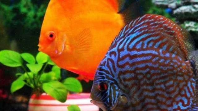 金龍魚還是中國產品嗎:金龍魚和國外品牌的混合銷售現象 觀賞魚百科 第1張 金龍魚還是中國產品嗎:金龍魚和國外品牌的混合銷售現象 金龍魚還是中國產品嗎:金龍魚和國外品牌的混合銷售現象 觀賞魚百科 第1張