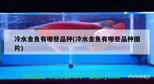冷水金魚有哪些品種(冷水金魚有哪些品種圖片)（冷水金魚有哪些品種以及種類） 冷水金魚有哪些品種(冷水金魚有哪些品種圖片)（冷水金魚有哪些品種以及種類） 觀賞魚百科 第1張