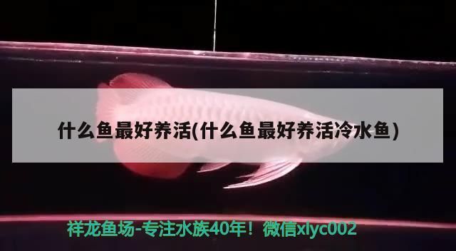 什么魚(yú)最好養(yǎng)活(什么魚(yú)最好養(yǎng)活冷水魚(yú))（什么魚(yú)最好養(yǎng)活） 什么魚(yú)最好養(yǎng)活(什么魚(yú)最好養(yǎng)活冷水魚(yú))（什么魚(yú)最好養(yǎng)活） 觀賞魚(yú)百科
