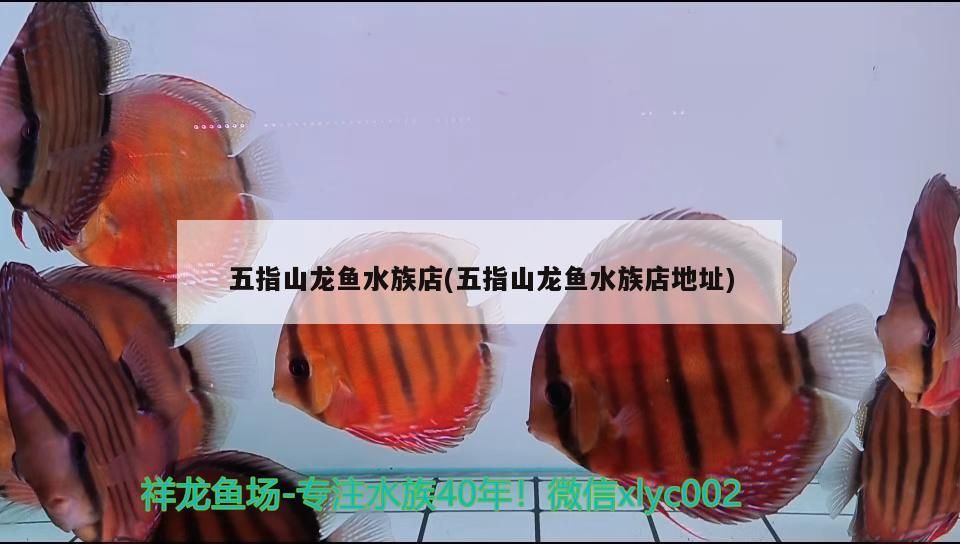五指山龍魚(yú)水族店(五指山龍魚(yú)水族店地址)（五指山龍魚(yú)水族店）