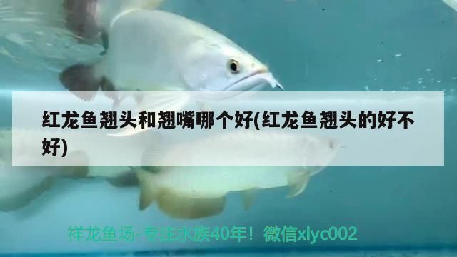 紅龍魚翹頭和翹嘴哪個好(紅龍魚翹頭的好不好) 紅龍魚翹頭和翹嘴哪個好(紅龍魚翹頭的好不好) 觀賞魚百科