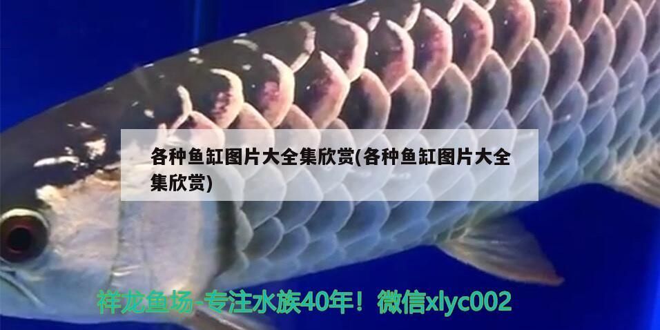 各種魚缸圖片大全集欣賞(各種魚缸圖片大全集欣賞)