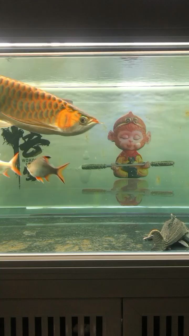 發個睡覺（《睡眠的重要性及其對健康的影響》）