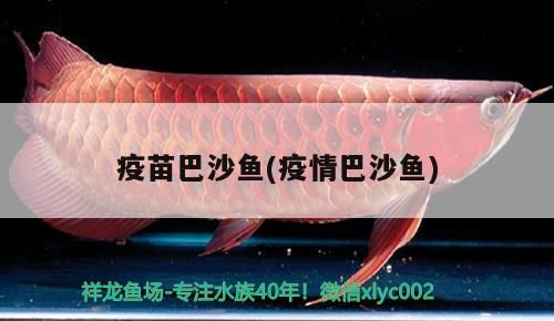 魚缸用增氧泵價格是多少:魚缸增氧機-xtrac增氧機-xtrac增氧機 疫苗巴沙魚(疫情巴沙魚) 觀賞魚百科 疫苗巴沙魚(疫情巴沙魚) 疫苗巴沙魚(疫情巴沙魚) 觀賞魚百科