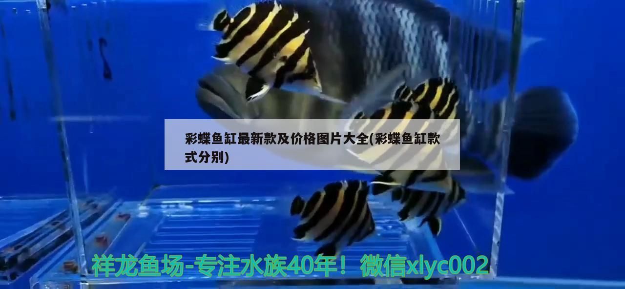 彩蝶魚缸最新款及價格圖片大全(彩蝶魚缸款式分別)（彩蝶魚缸最新款價格圖片大全） 彩蝶魚缸最新款及價格圖片大全(彩蝶魚缸款式分別)（彩蝶魚缸最新款價格圖片大全） 觀賞魚百科