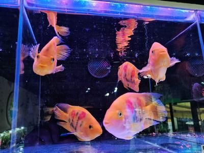 國(guó)祥觀賞魚(yú)批發(fā)：國(guó)祥觀賞魚(yú)批發(fā)涉及多個(gè)地點(diǎn)