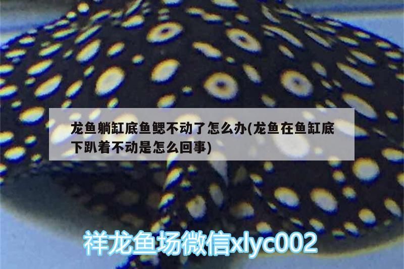 龍魚躺缸底魚鰓不動了怎么辦(龍魚在魚缸底下趴著不動是怎么回事)