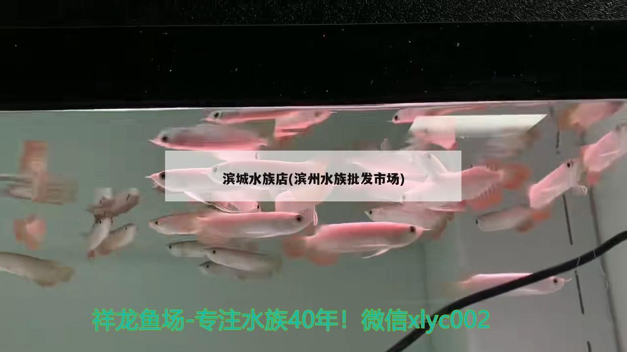 濱城水族店(濱州水族批發(fā)市場)（關(guān)于濱城水族店和濱州水族批發(fā)市場的介紹）