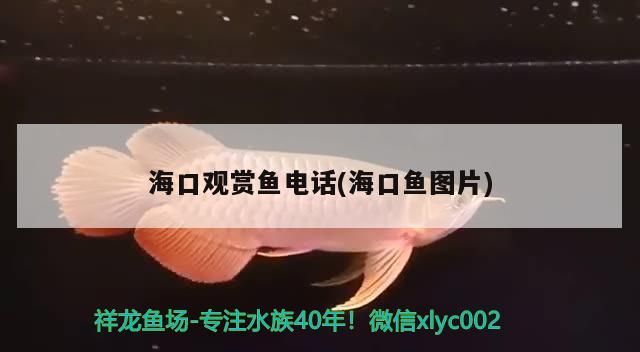 海口觀賞魚電話(海口魚圖片) 海口觀賞魚電話(海口魚圖片) 觀賞魚百科