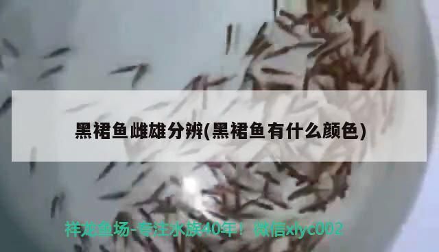 黑裙魚雌雄分辨(黑裙魚有什么顏色)（彩裙魚怎么公母）