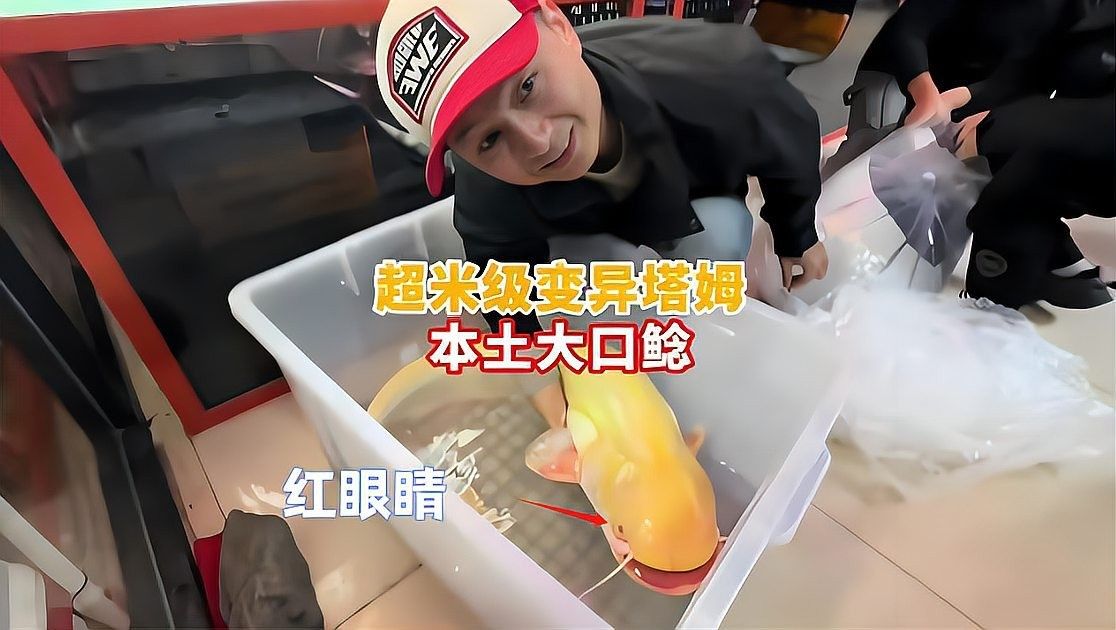 紅眼白子魚能長多大（紅眼白子魚的體型參考）