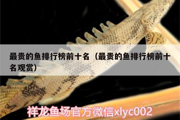 最貴的魚排行榜前十名（最貴的魚排行榜前十名觀賞）