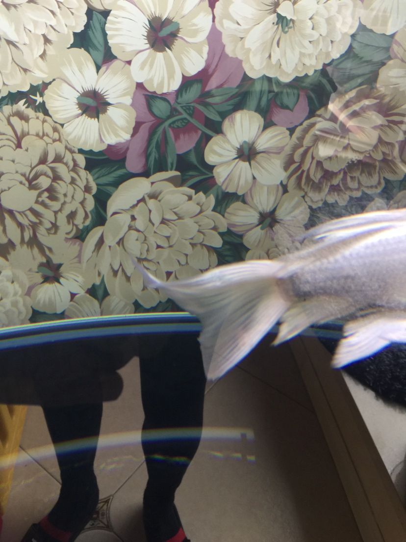 大神們是痘瘡嗎？還有我的過濾行不行？（下魚第十二天，亞硝酸鹽爆紅，） 大神們是痘瘡嗎？還有我的過濾行不行？（下魚第十二天，亞硝酸鹽爆紅，） 觀賞魚百科 第2張