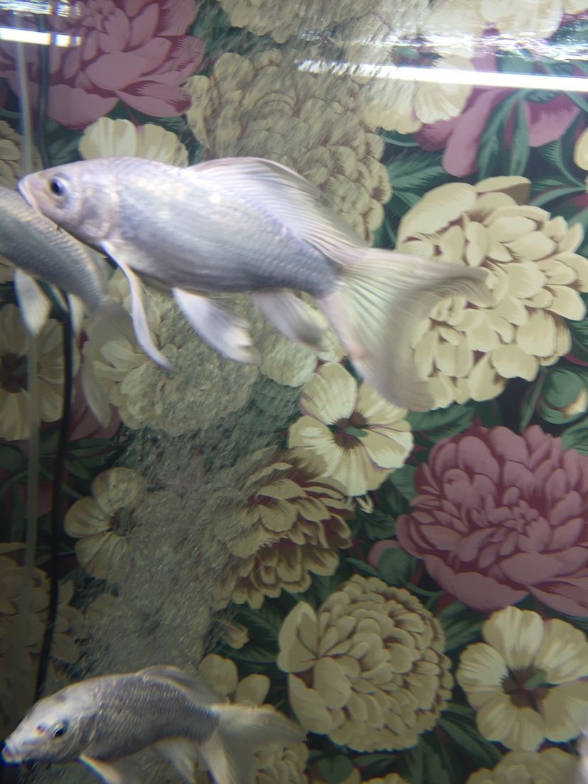 大神們是痘瘡嗎？還有我的過濾行不行？（下魚第十二天，亞硝酸鹽爆紅，） 大神們是痘瘡嗎？還有我的過濾行不行？（下魚第十二天，亞硝酸鹽爆紅，） 觀賞魚百科 第4張