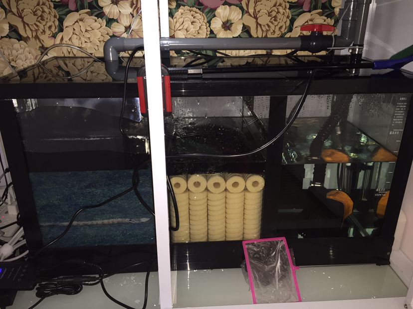 大神們是痘瘡嗎？還有我的過濾行不行？（下魚第十二天，亞硝酸鹽爆紅，） 大神們是痘瘡嗎？還有我的過濾行不行？（下魚第十二天，亞硝酸鹽爆紅，） 觀賞魚百科 第5張