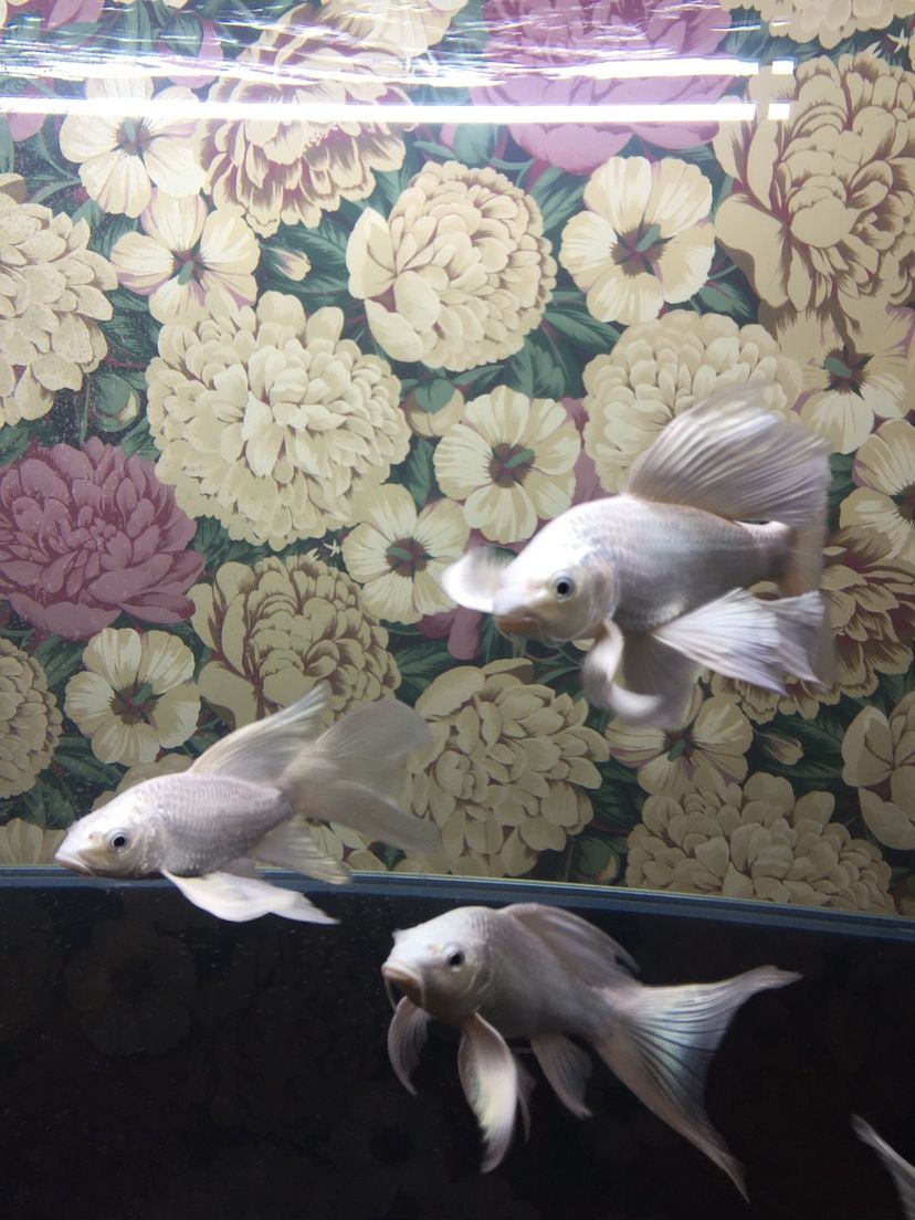 大神們是痘瘡嗎？還有我的過濾行不行？（下魚第十二天，亞硝酸鹽爆紅，） 大神們是痘瘡嗎？還有我的過濾行不行？（下魚第十二天，亞硝酸鹽爆紅，） 觀賞魚百科 第7張