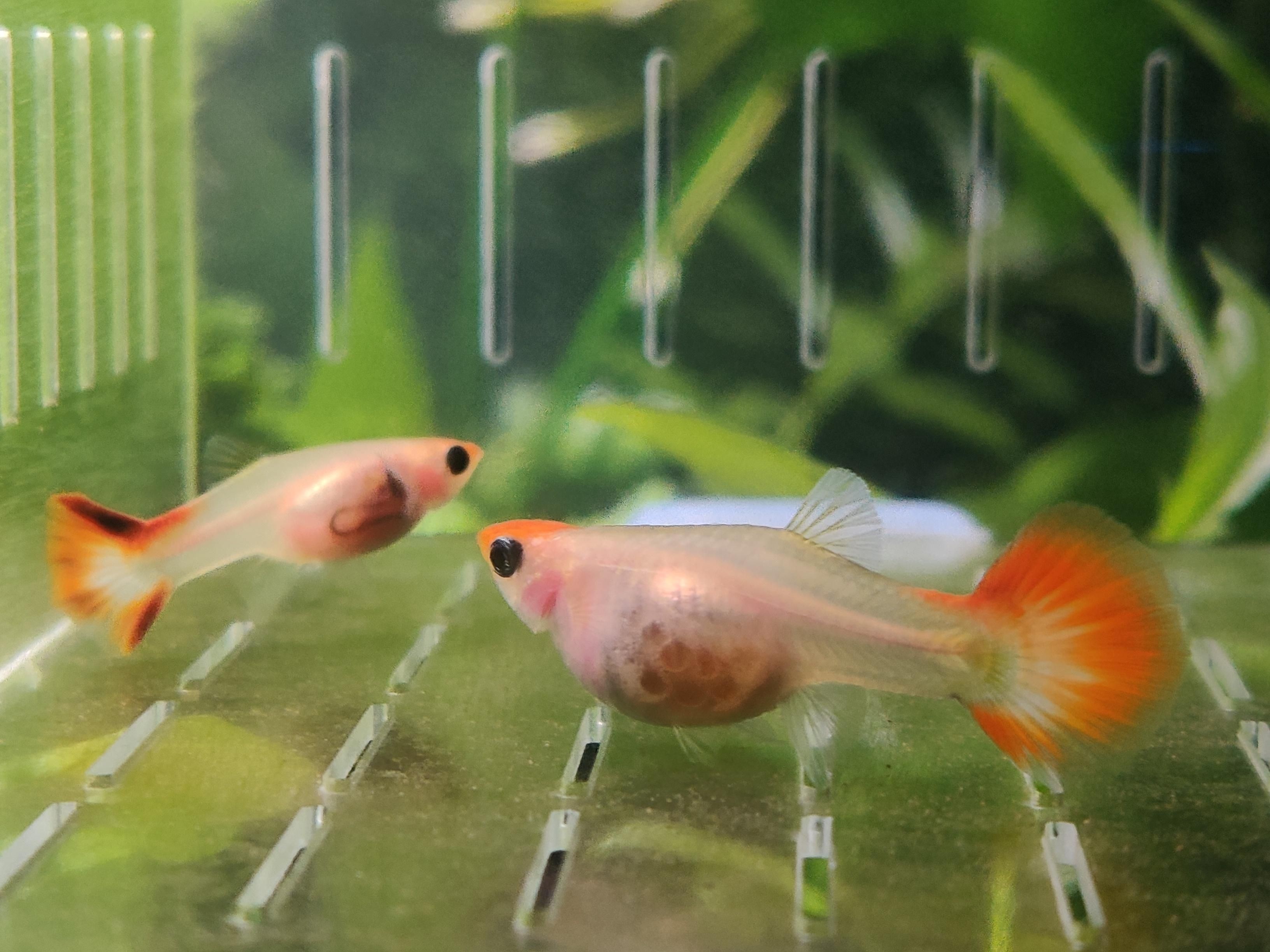 金龍魚啥時(shí)候發(fā)色最好看（金龍魚啥時(shí)候發(fā)色最好看呢）（金龍魚啥時(shí)候發(fā)色最好看，以及金龍魚啥時(shí)候發(fā)色最好看對(duì)應(yīng)的信息） 金龍魚啥時(shí)候發(fā)色最好看（金龍魚啥時(shí)候發(fā)色最好看呢）（金龍魚啥時(shí)候發(fā)色最好看，以及金龍魚啥時(shí)候發(fā)色最好看對(duì)應(yīng)的信息） 觀賞魚百科