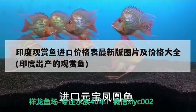印度觀賞魚進口價格表最新版圖片及價格大全(印度出產的觀賞魚)