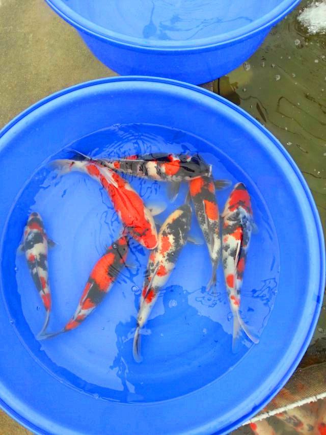 寧波觀賞魚市場通過加強物理過濾能降低TDS值嗎（寧波觀賞魚市場加強物理過濾能降低tds值嗎）