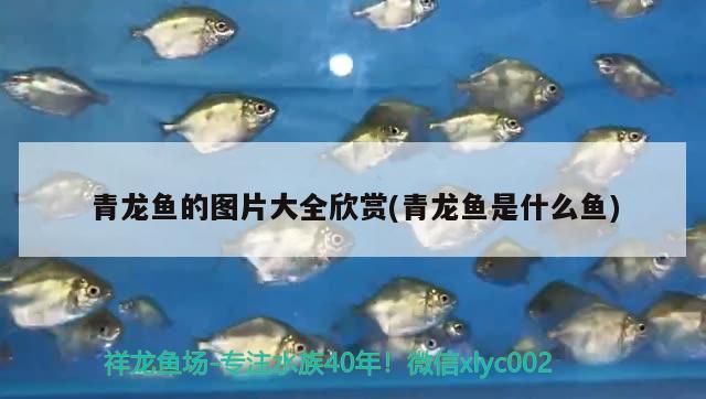 青龍魚的圖片大全欣賞(青龍魚是什么魚) 青龍魚的圖片大全欣賞(青龍魚是什么魚) 觀賞魚百科
