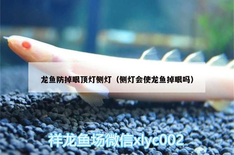 龍魚(yú)防掉眼頂燈側(cè)燈（側(cè)燈會(huì)使龍魚(yú)掉眼嗎）