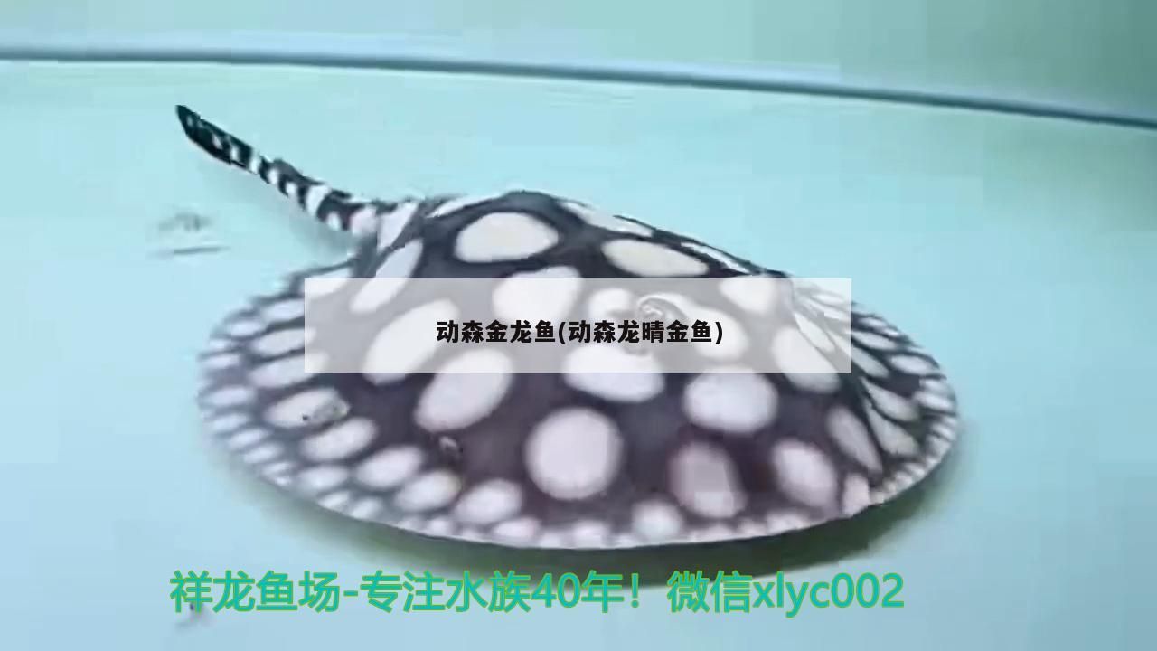 動森金龍魚(動森龍晴金魚)（《動森龍晴金魚、動森金龍魚、動森金龍魚、動森金龍魚》）
