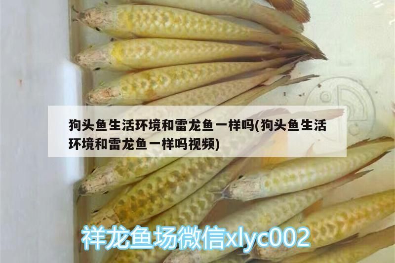 狗頭魚生活環境和雷龍魚一樣嗎(狗頭魚生活環境和雷龍魚一樣嗎視頻)