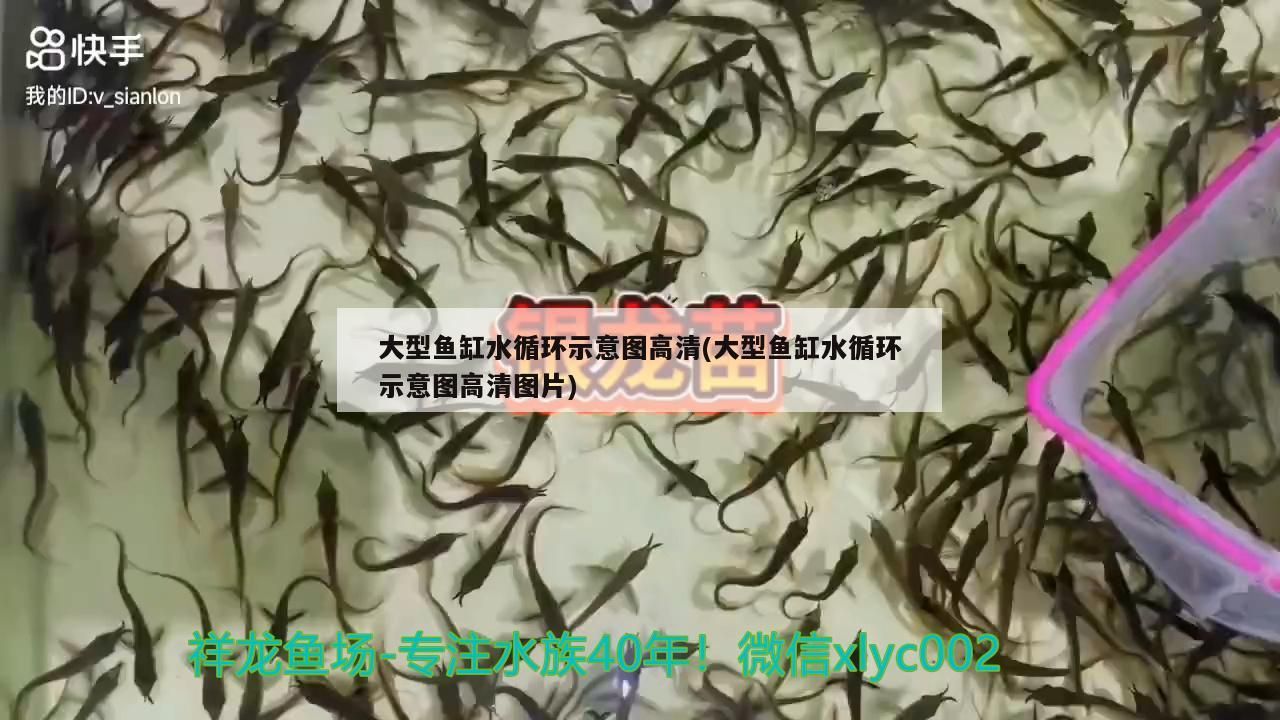 大型魚缸水循環(huán)示意圖高清(大型魚缸水循環(huán)示意圖高清圖片)（大型魚缸水循環(huán)示意圖） 大型魚缸水循環(huán)示意圖高清(大型魚缸水循環(huán)示意圖高清圖片)（大型魚缸水循環(huán)示意圖） 觀賞魚百科