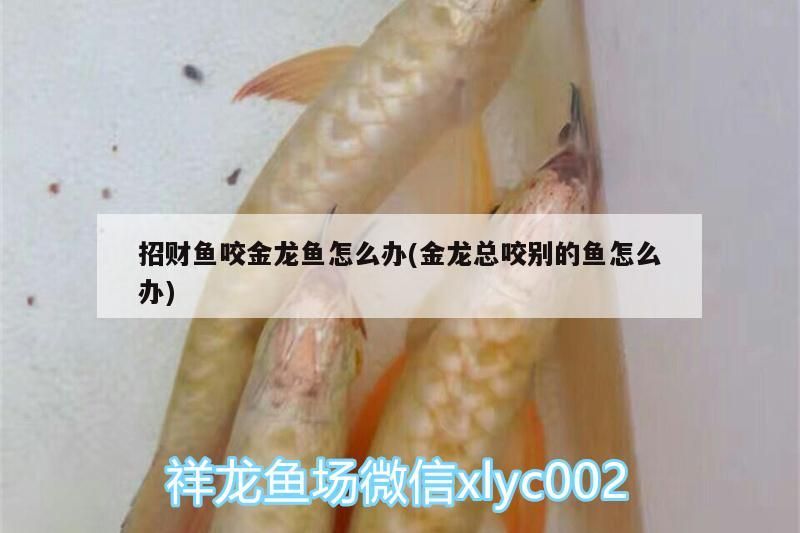 招財魚咬金龍魚怎么辦(金龍總咬別的魚怎么辦)