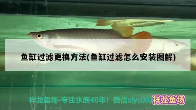 魚缸過濾更換方法(魚缸過濾怎么安裝圖解)（魚缸過濾怎么安裝圖解)魚缸過濾怎么安裝圖解） 魚缸過濾更換方法(魚缸過濾怎么安裝圖解)（魚缸過濾怎么安裝圖解)魚缸過濾怎么安裝圖解） 觀賞魚百科