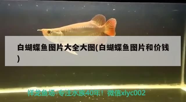 白蝴蝶魚圖片大全大圖(白蝴蝶魚圖片和價(jià)錢)