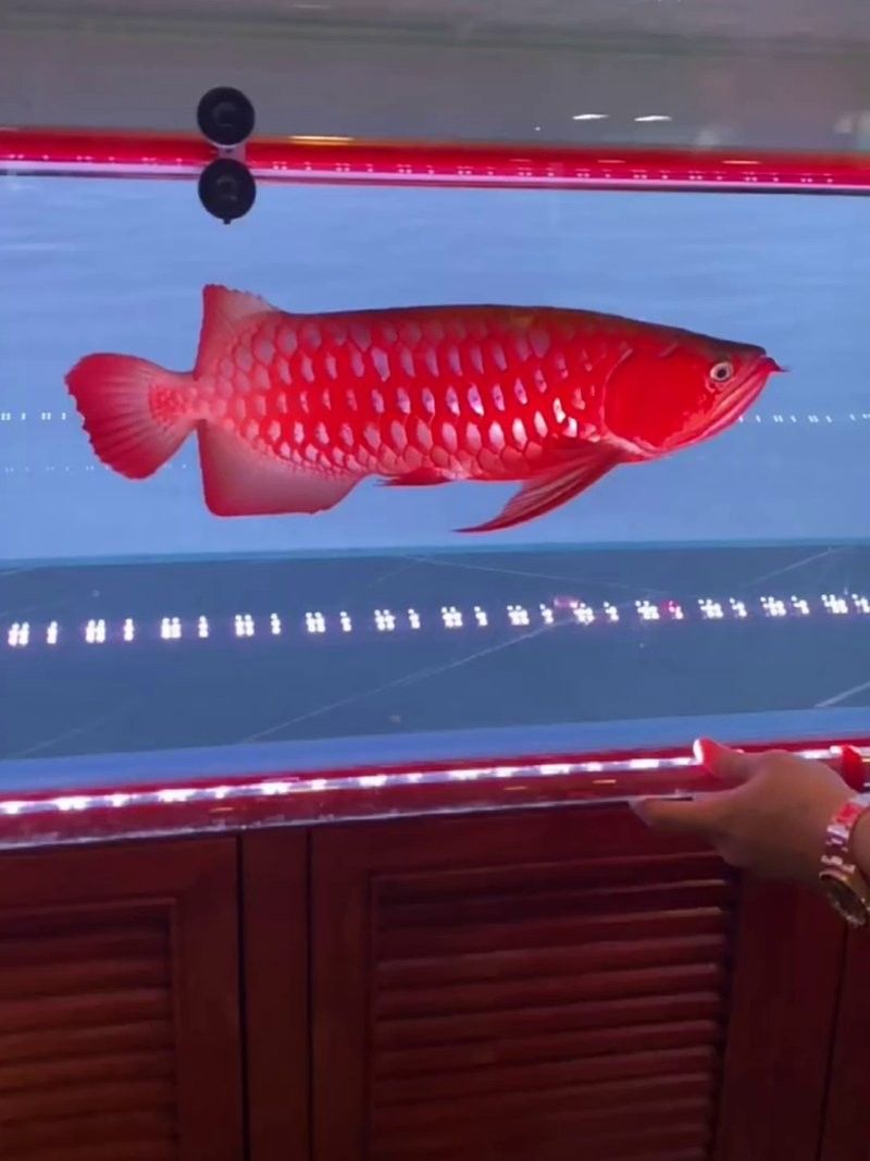 龍魚照明專用燈（馬印馬印神燈龍魚照明專用燈專用燈的設計要點和熱門產品推薦）