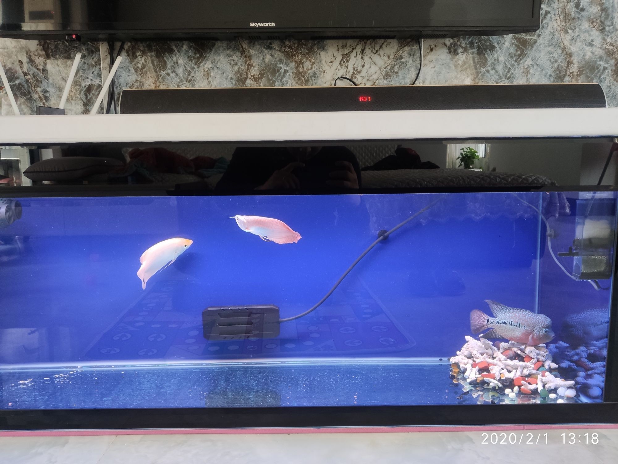 三門峽觀賞魚市場不出門嘗試混養（三門峽市觀賞魚市場發展現狀）