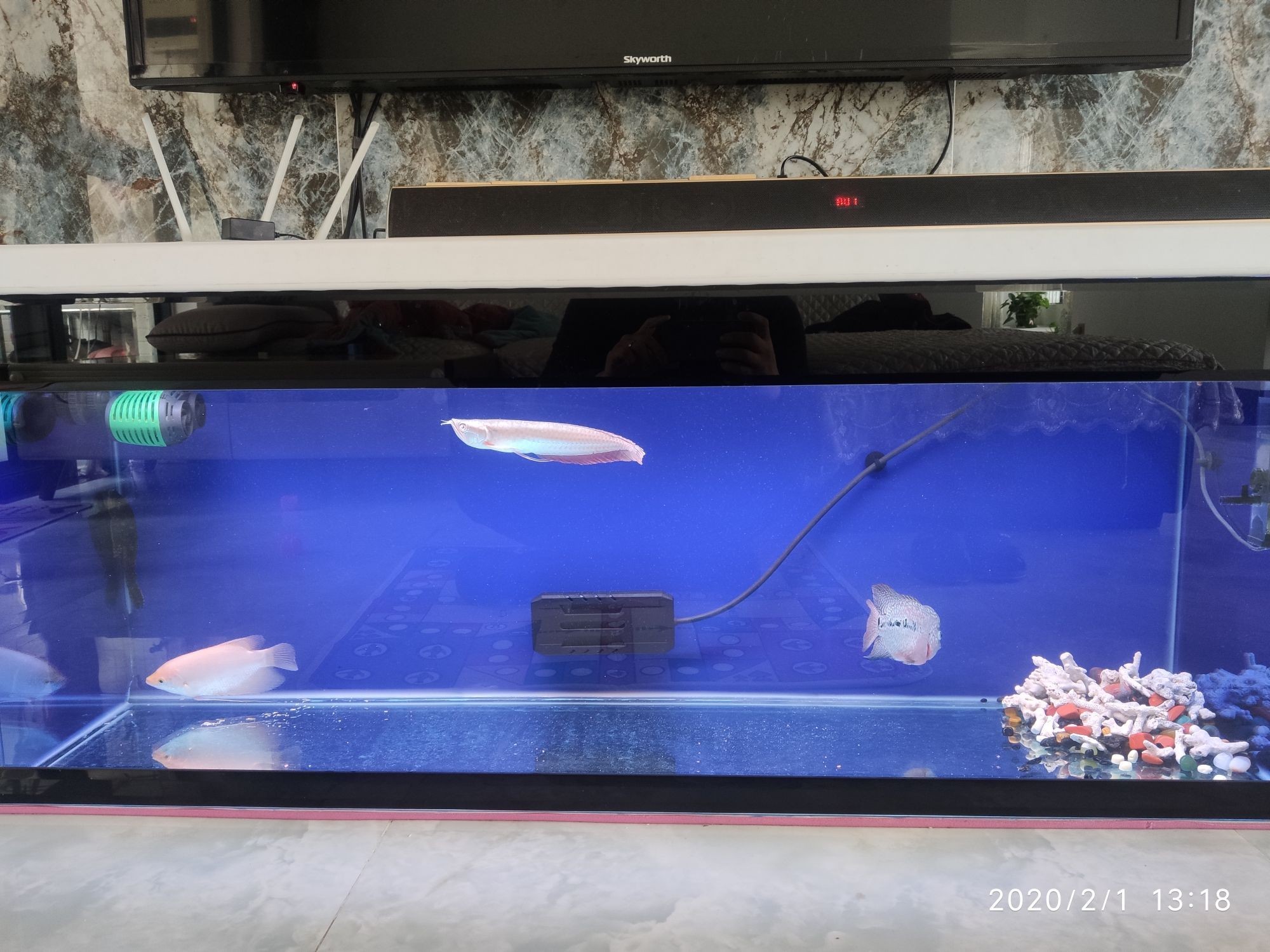 三門峽觀賞魚市場不出門嘗試混養(yǎng)（三門峽市觀賞魚市場發(fā)展現(xiàn)狀）
