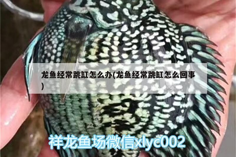 龍魚經常跳缸怎么辦(龍魚經常跳缸怎么回事)